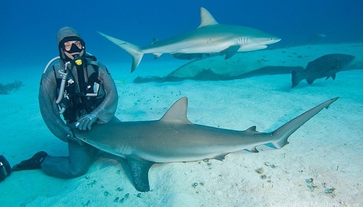 Макар и сравнително рядко, акули нападат плувци и сърфисти / снимката е илюстративна