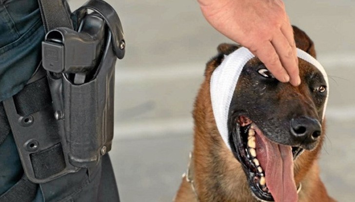 Когато зоополицията стане факт, страната ни ще бъде втората държава с такова звено в Европа /снимката е илюстративна/ Когато зоополицията стане факт, страната ни ще бъде втората държава с такова звено в Европа /снимката е илюстративна/