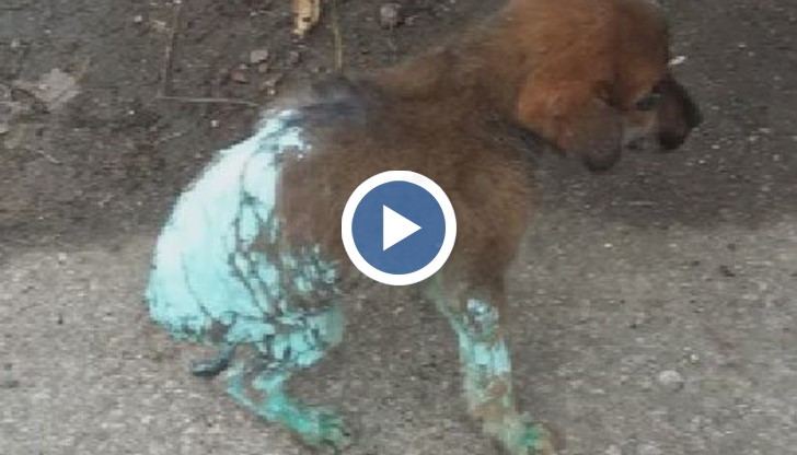 Боядисаха и изхвърлиха куче в кофа