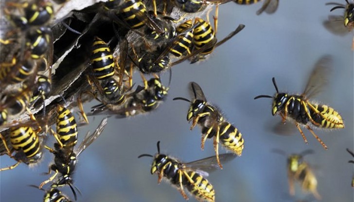 Сигналът е бил за оси в двора на учебното заведение Сигналът е бил за оси в двора на учебното заведение