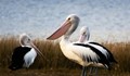 Големи монитори в Русе ще показват живота на пеликаните от "Сребърна"