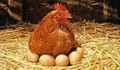 Вечният въпрос - кокошката или яйцето?