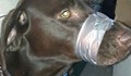 Жена залепи муцунката на кучето си с тиксо