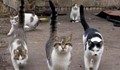 Министър иска депортиране на уличните котки