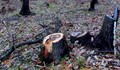 Хванаха румънци да си секат дърва на българска територия