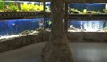Октоподите от Природонаучния музей са убити по особено мъчителен начин