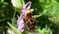 Откриха нови видове диви орхидеи у нас