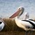 Големи монитори в Русе ще показват живота на пеликаните от "Сребърна"