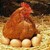Вечният въпрос - кокошката или яйцето?