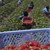 Испания набира берачки на ягоди