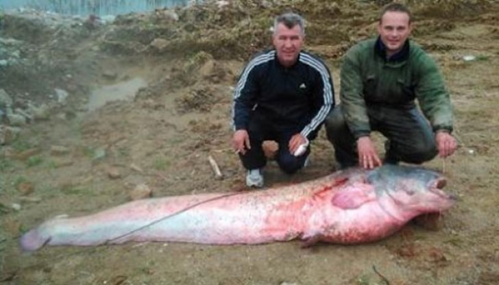 123-килограмовото чудовище е уловено край Кладово