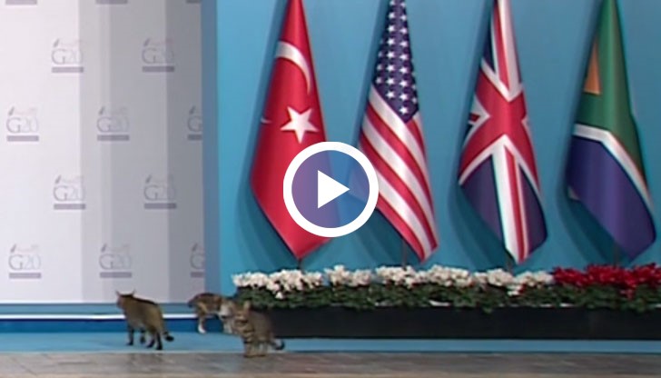 Във видеозаписа, качен в интернет, две котки се появяват на подиума