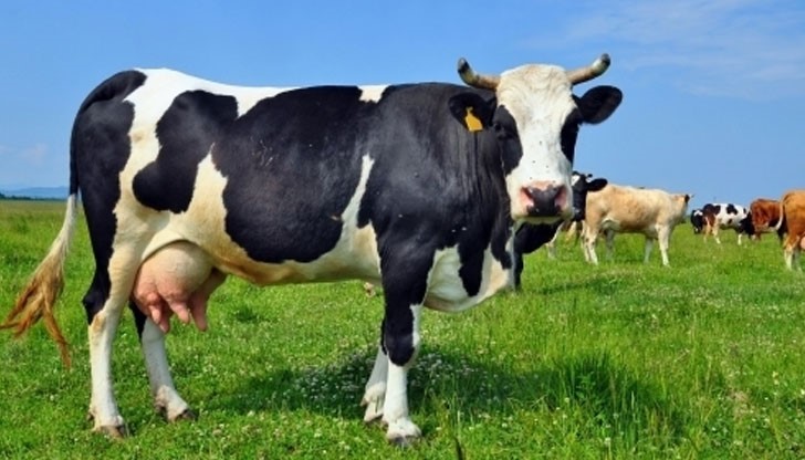 Кравите са виновни за най-много смъртни случаи през изминалите години