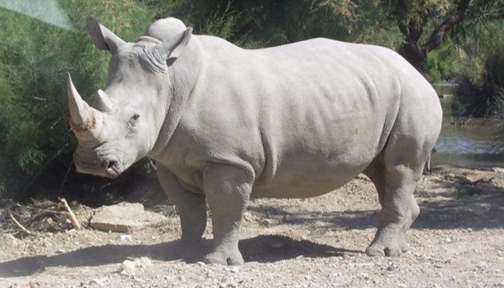 Един от последните четири северни бели носорога на Земята е починал в зоопарка в Сан Диего,