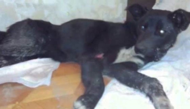 Експерти смятат, че на кучето трябва да му е отнело повече от седмица, за да извърви дългия път