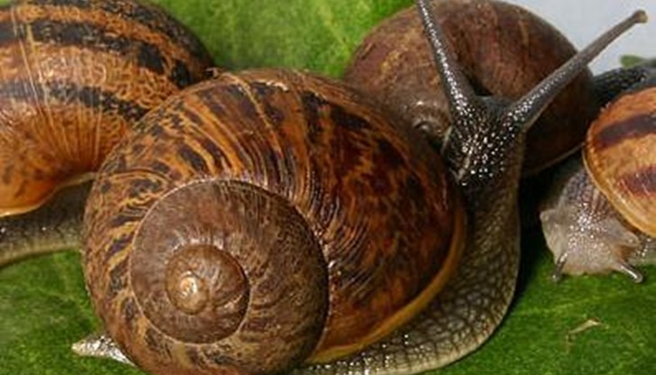 Хайверът от охлюви с аромат на трева и гъби е деликатес, който се консумира в луксозни ресторанти Хайверът от охлюви с аромат на трева и гъби е деликатес, който се консумира в луксозни ресторанти