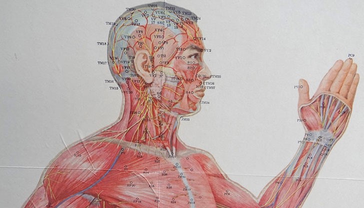 Китайският биологичен часовник показва интервали, по които енергията циркулира през части на нашето тяло Китайският биологичен часовник показва интервали, по които енергията циркулира през части на нашето тяло