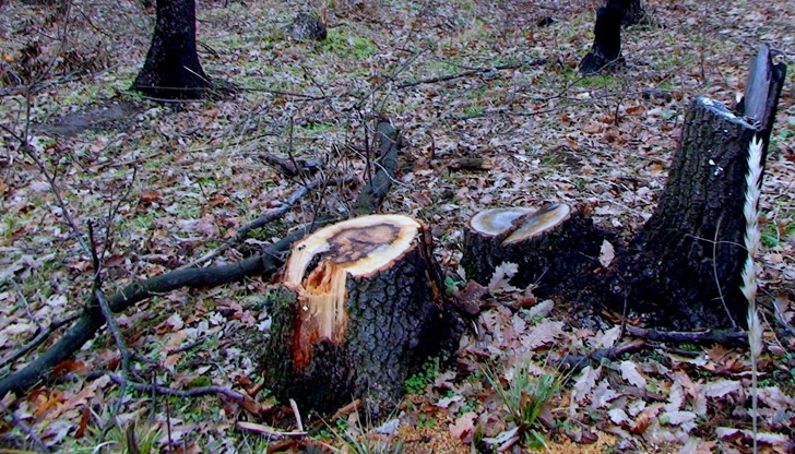 Бракониерите са действали на дунавския остров Средняк и срещу тях вече е образувано досъдебно производство