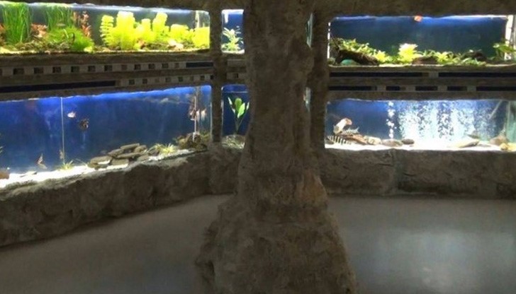 Освен ударите, вероятно водните обитатели са били снимани и със силна светкавица Освен ударите, вероятно водните обитатели са били снимани и със силна светкавица