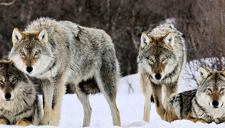 На днешния ден се почитат и светците Виктор и Викентий