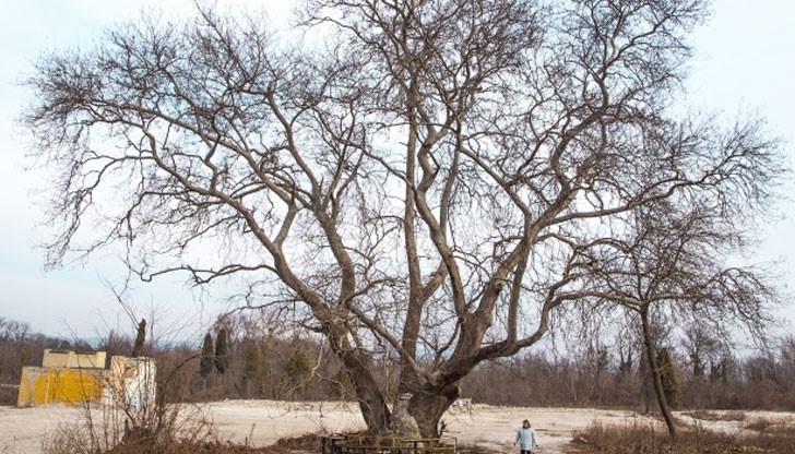 Дърво от времето на Първото българско царство е все още живо в "Аспарухово"