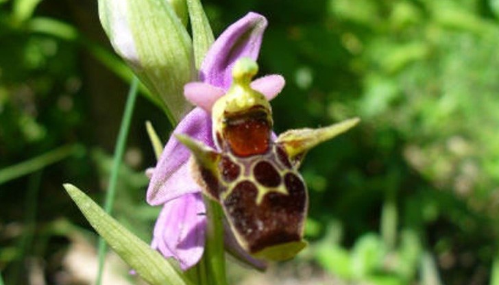 Българските орхидеи цъфтят кратко - от април до май