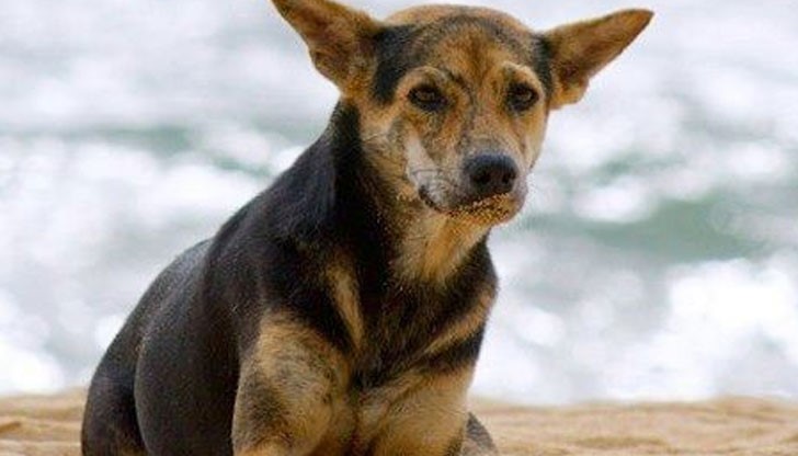 Бум на изхвърлени кучета Бум на изхвърлени кучета