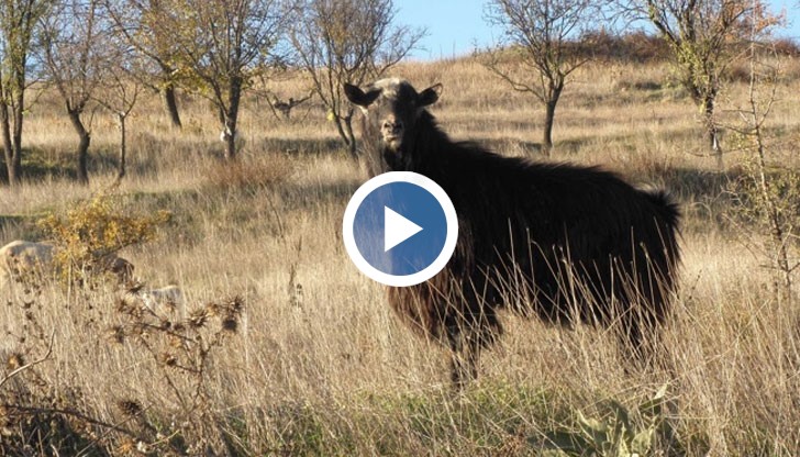 Съседският пръч, който е познат с агресивното си поведение, се появил изневиделица