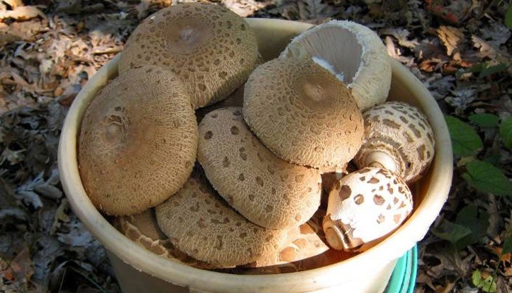 Първи за последните няколко години смъртен случай от отравяне с гъби бе регистриран във Варна Първи за последните няколко години смъртен случай от отравяне с гъби бе регистриран във Варна