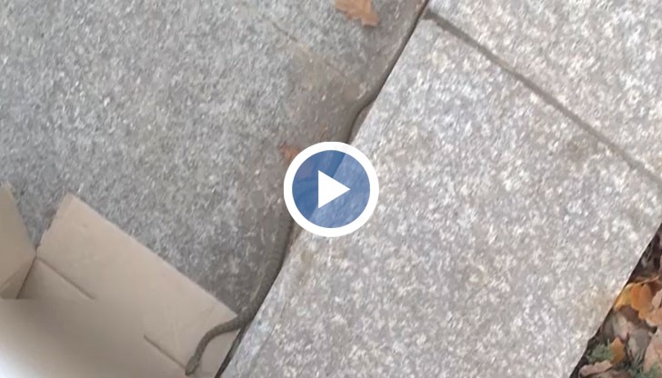 Кой прибра змията?