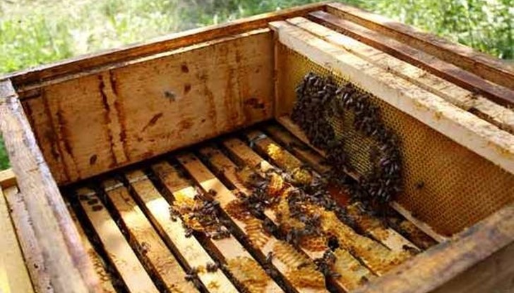 Топлото ноемврийско време с много слънце след студения и дъждовен октомври побърка флората и фауната Топлото ноемврийско време с много слънце след студения и дъждовен октомври побърка флората и фауната