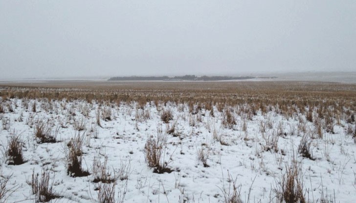 500 овце са запечатани на тази снимка. Не вярвате? Погледнете внимателно пак