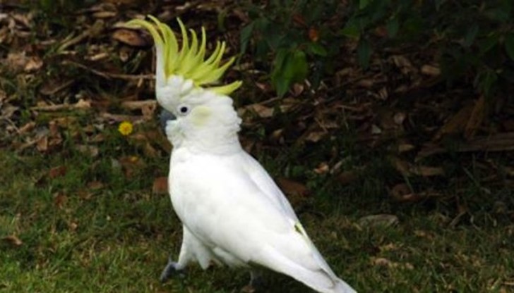 Папагал какаду се излюпи в домашни условия в родопското Соколовци