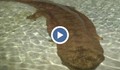 Откриха гигантски саламандър на 200 години