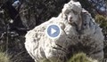Най-рунтавата овца в света даде над 40 кг вълна
