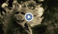 Мис Пиги в ролята на Адел с новата песен "Hello"