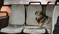 Българското куче Хачико и неговата трогателна история