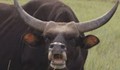 Разярен бик уби млад мъж
