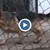 Елитните полицейски кучета на България живеят в пълна мизерия