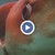Гигантска сепия изплува край бреговете на Япония