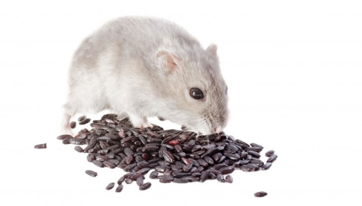 Не е ясно при какви обстоятелства точно е станало попадането на отровата в храната