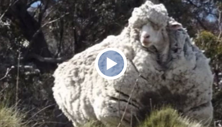 Най-рунтавата овца в света разби на пух и прах един от най-странните световни рекорди