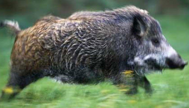 Водачът на сюрията - голям глиган, се опитал да пробие път за бягство Водачът на сюрията - голям глиган, се опитал да пробие път за бягство