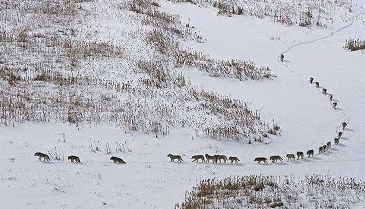 Фантастична, логична и справедлива организация на вълци