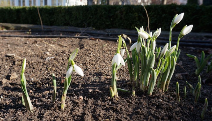 Причина за подранилата поява на белите камбанки е топлото време според агроспециалисти. Причина за подранилата поява на белите камбанки е топлото време според агроспециалисти.