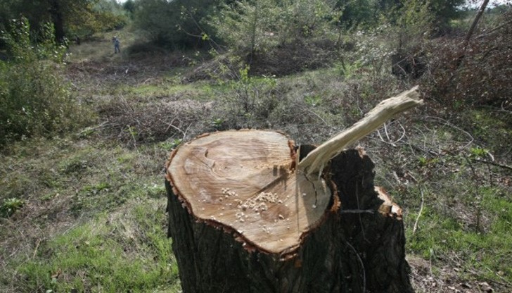 Случаят демонстрира мащабна схема за незаконно изсичане на българските гори