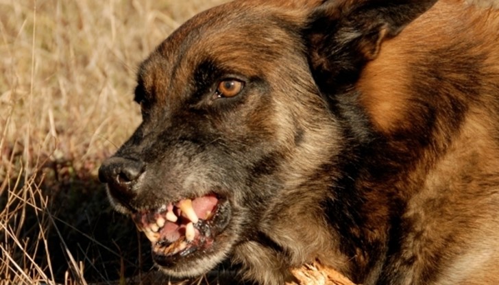 Пореден данъкоплатец, нападнат от улично куче, осъди община Русе