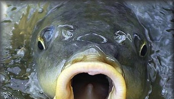 20-килограмов шаран отиваше курбан, за да се връщат живи и здрави моряците 20-килограмов шаран отиваше курбан, за да се връщат живи и здрави моряците