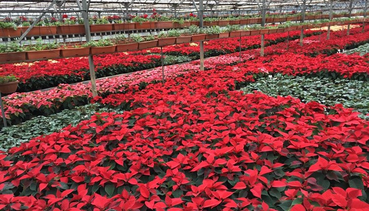 Оранжерията е препълнена до край с красивите растения