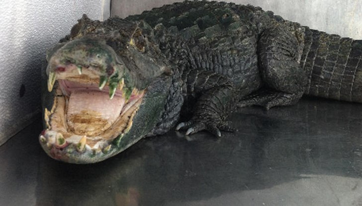 22-годишен крадец стана жертва на алигатор във Флорида